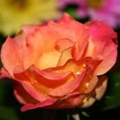 Judy Conatser's photo