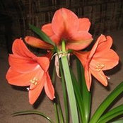 Sandy Allen's photo
