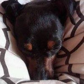 Laura Ambler's photo