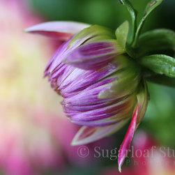 Dahlias - Home Decor