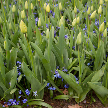 Keukenhof: World's Largest Bulb Garden