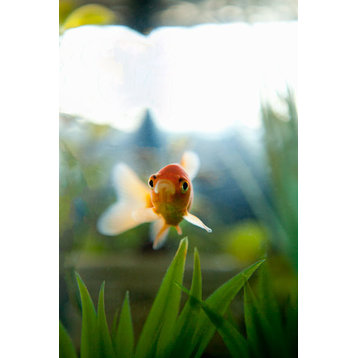 Fine Art Photograph, Goldfish I, Fine Art Paper Giclee