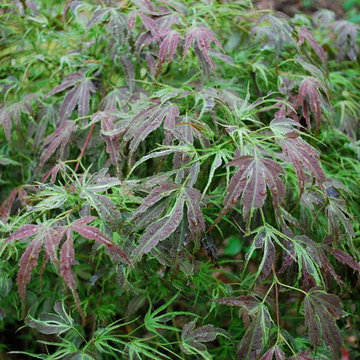 Favorite Plants and Cool Stuff