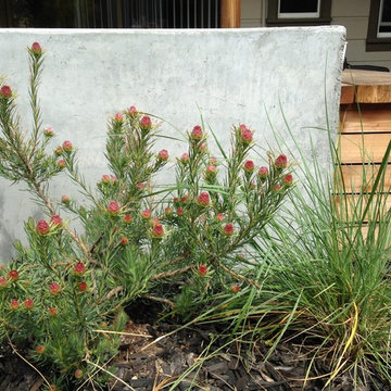 Potrero Hill Courtyard Garden