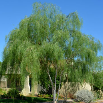 Southwestern Plants