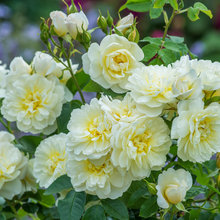 roses