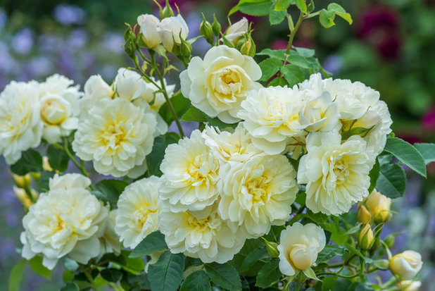 by David Austin Roses