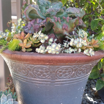 Succulent Gardens and Pots