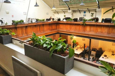 Décoration végétale d'un espace de coworking