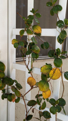Best Fertilizer and Frequency for Mandevilla? | Houzz Forum