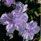 Sharon Bohannon's photo