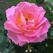 Marjorie Duvalsaint's photo