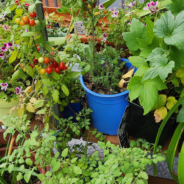 BALCONY GARDEN - an Edible and Ornamental Garden in the Sky