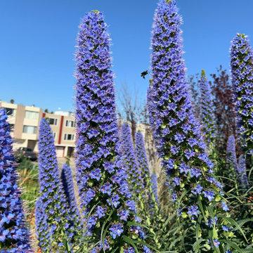 Potrero Hill Garden