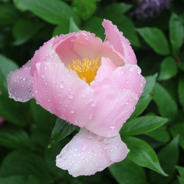 Rosebrook Garden 2017 Garden Tour