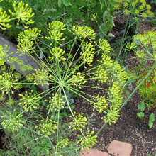 HERBS