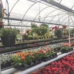 Spring Flowers, trees and shrubs. - Products