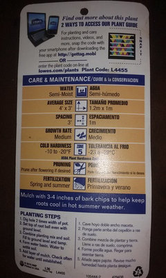 Do You Think My Azalea Is Dieing Or In Shock