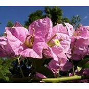 Agapi Tzanetatos's photo