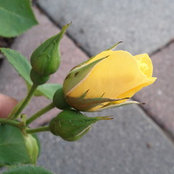 Elle Ku's photo