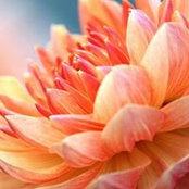 Foto von Flower Sunshine