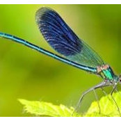Phyllis Wright's photo