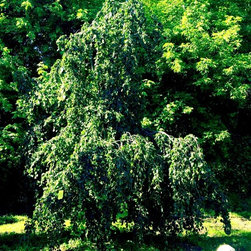 Farms - Gardening And Lawn Care