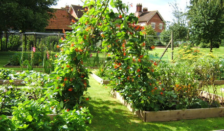 How to Pick the Best Climbing Plants for Your Garden