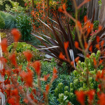 Explosive Color & Whimsical Plants