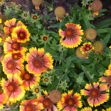 8 plantas de exterior resistentes al sol que te interesa conocer
