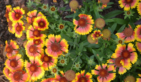 8 plantas de exterior resistentes al sol que te interesa conocer