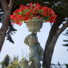 Pot + Plants.