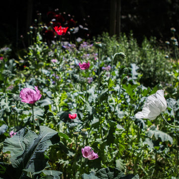A Forest Oasis on Whidbey Island