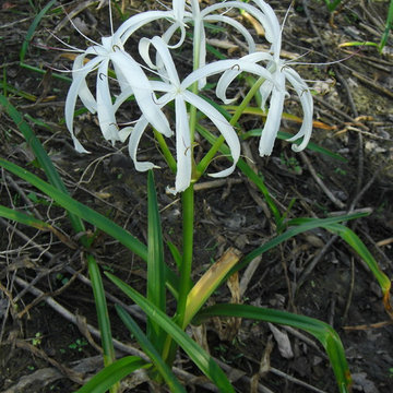 Crinum americanum
