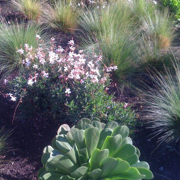 Zen garden