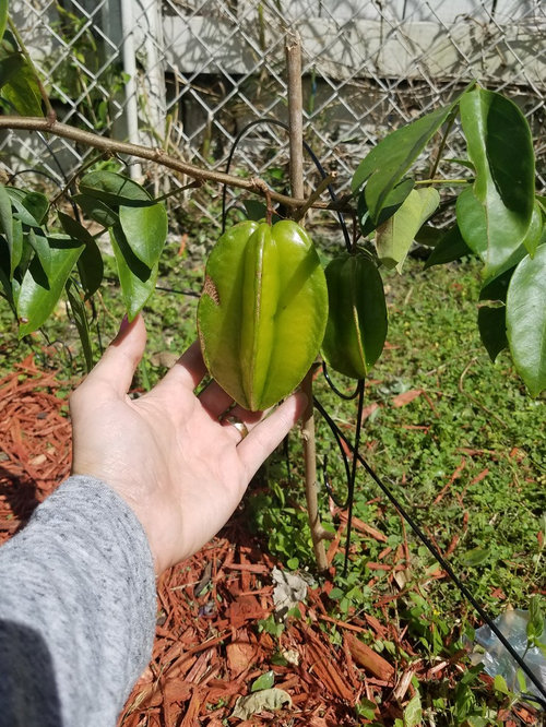 star fruit tree with yellow leaves and brown spots