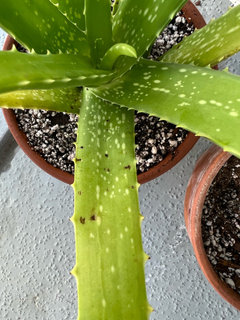 Aloe Vera dark spots | Houzz Forum
