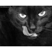 Mitch Jacksons foto