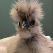 Kimberly Meadows's photo