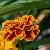 Foto von Tiffany Hill