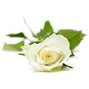 Jo Ann Calandrino's photo