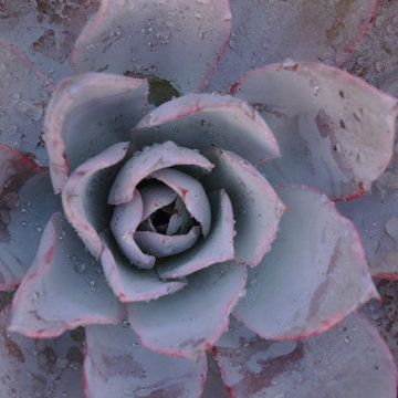 Mexican Influenced Design