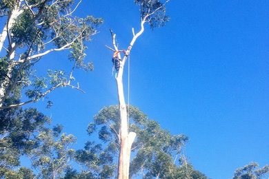 One of seven large termite damaged Blackbutts being removal.