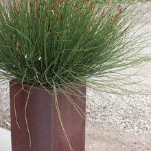 flower pots