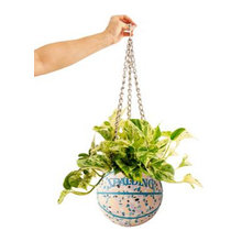 Plants