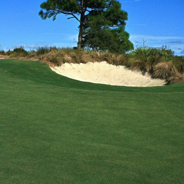 Celebration of Bermuda Grass