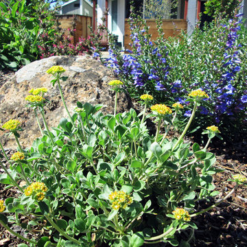 Shank Residence - Front Yard - Almaden, San Jose, California