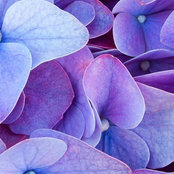Suzanne Laurie's photo