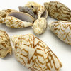8.8 lbs Natural Beach Seashells Appox. 160 pcs Per Bag Voluta Vespertillo 2.5"-3