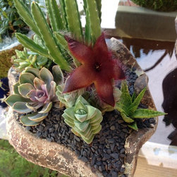 Succulent arrangements - Products